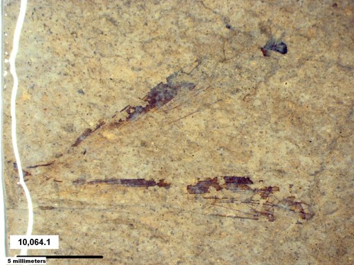 Genus sp
