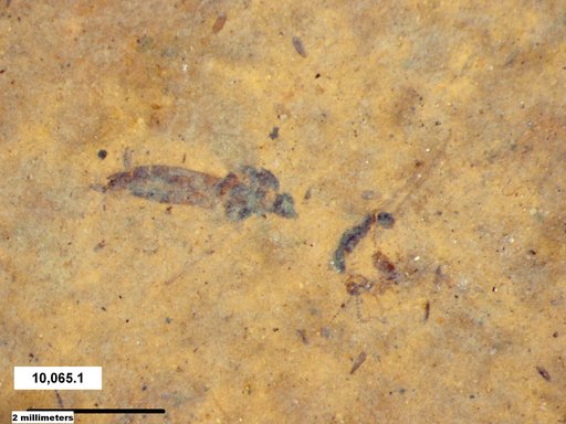 Diptera