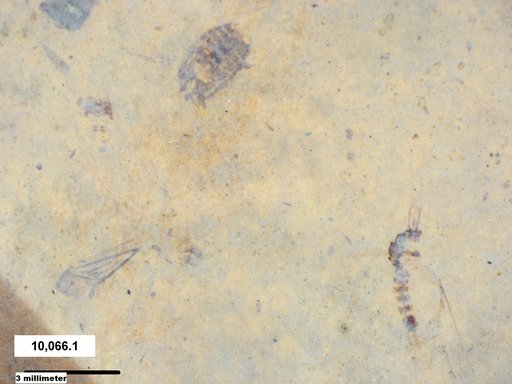 Corixidae