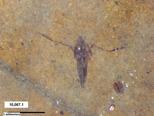 Notonectidae
