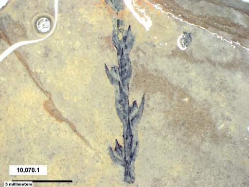 Tracheophyta