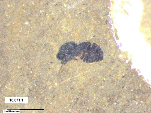 Genus sp