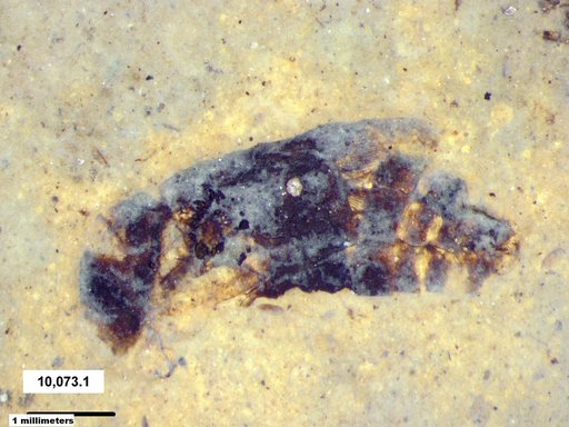 Genus sp