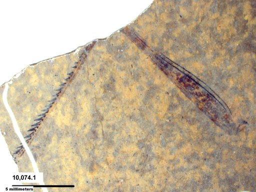 Genus sp