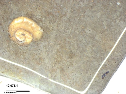 Insecta