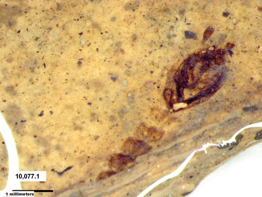 Diptera