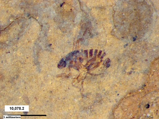 Phoridae
