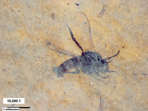 Diptera