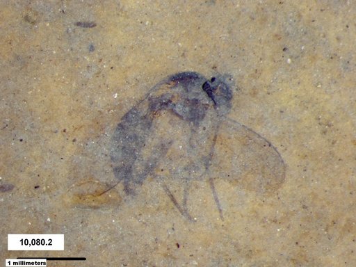 Diptera
