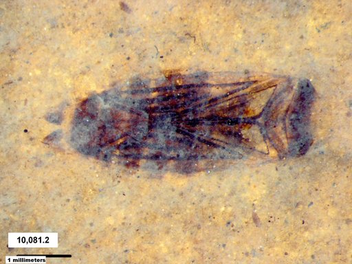 Corixidae