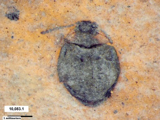 Chrysomelidae