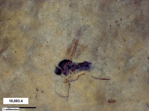 Diptera