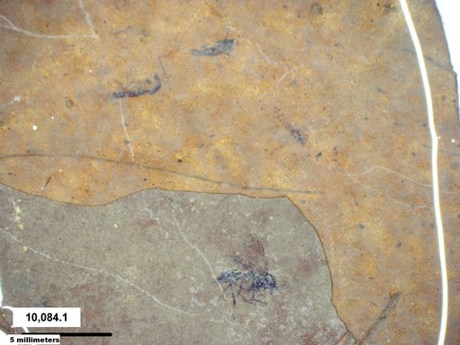 Diptera