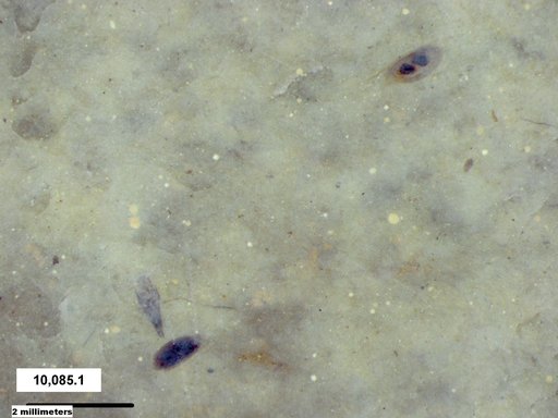 Daphniidae