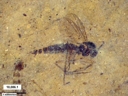 Diptera
