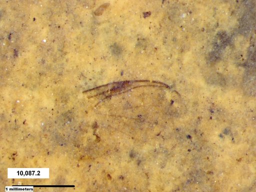 Diptera