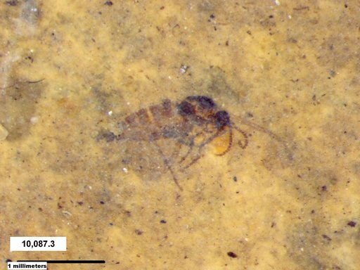 Diptera