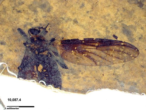 Genus sp