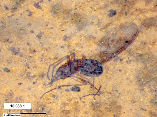 Diptera