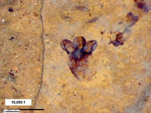 Tracheophyta