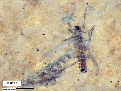 Diptera