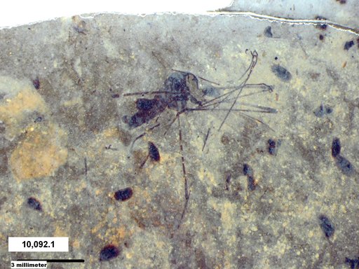 Diptera
