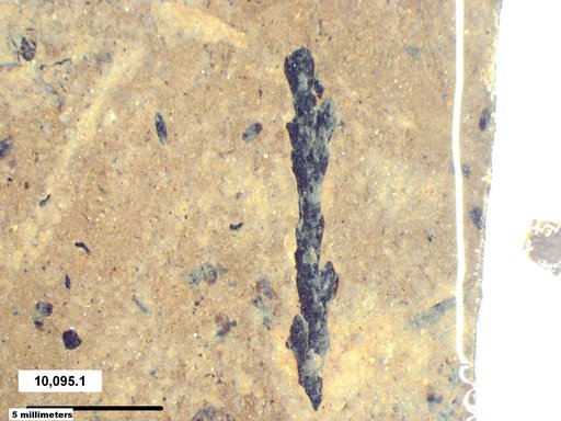 Tracheophyta