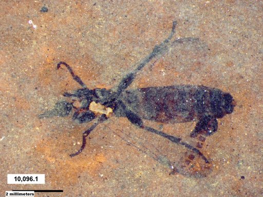 Genus sp