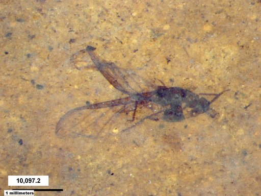Aphididae