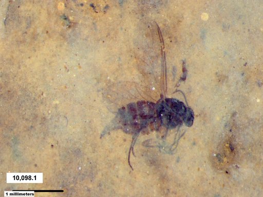 Diptera