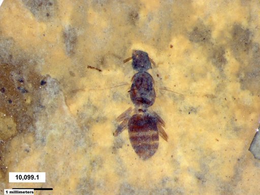 Formicidae