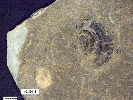 Gastropoda