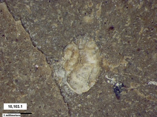 Gastropoda