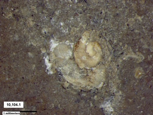 Gastropoda