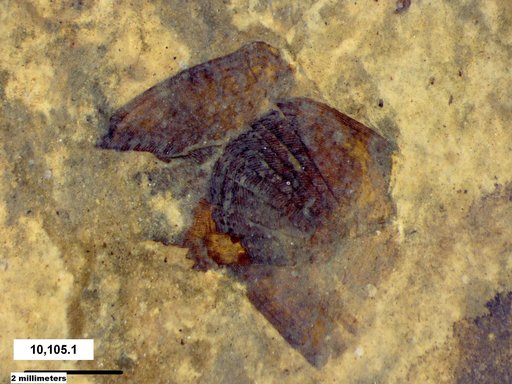 Genus sp