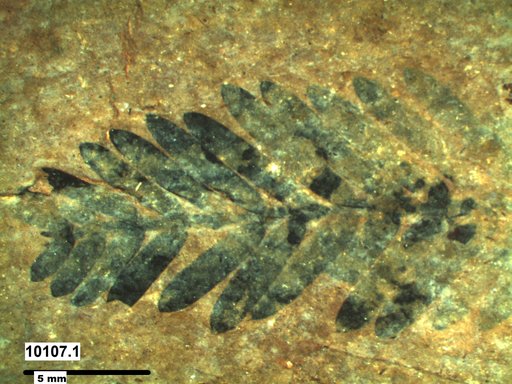 Tracheophyta