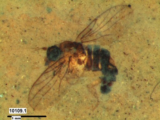 Diptera
