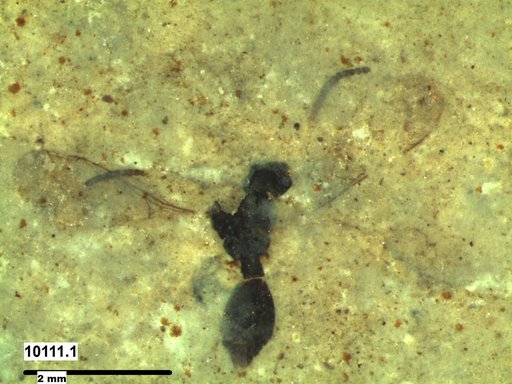 Diapriidae