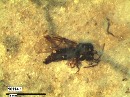 Diptera