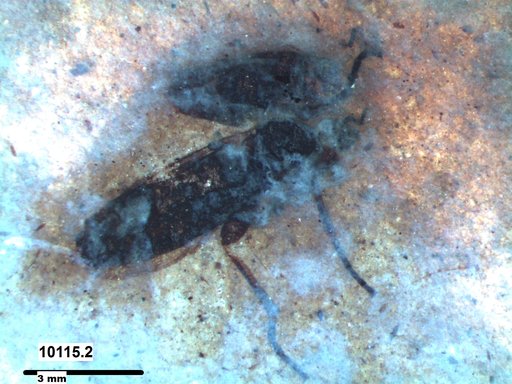 Genus sp