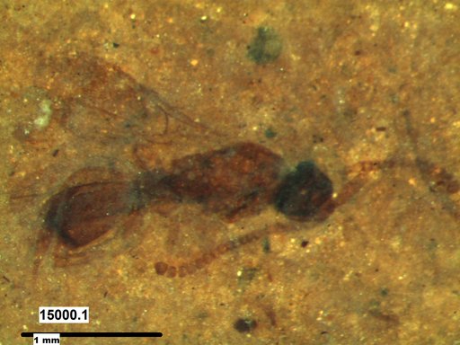 Diapriidae