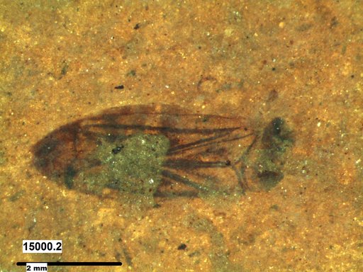 Corixidae