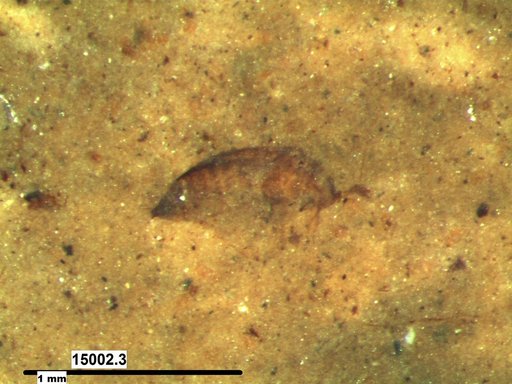 Genus sp