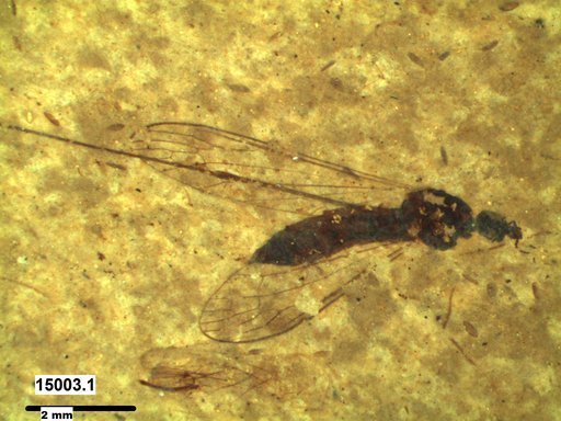 Diptera