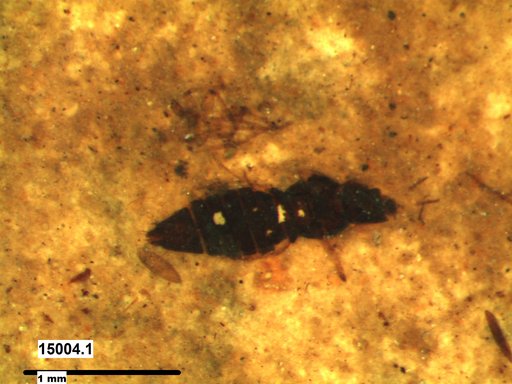 Genus sp