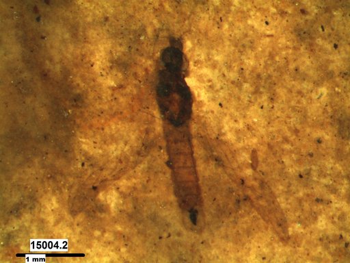 Diptera