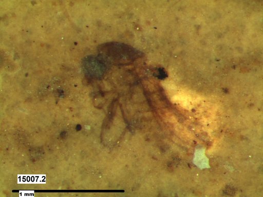 Chaoboridae