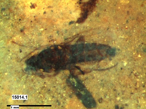 Diptera