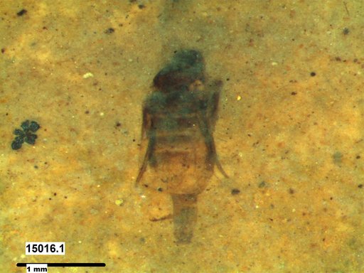 Diptera