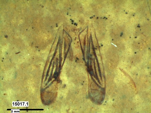 Corixidae